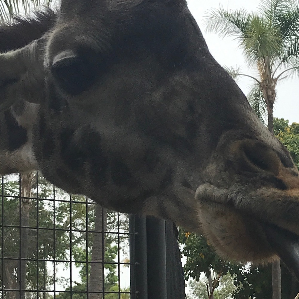 Meet your Posher, Roxanne